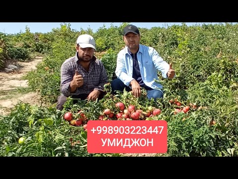 Video: Pomidorning eng yaxshi navlari. Pomidor de barao qizil