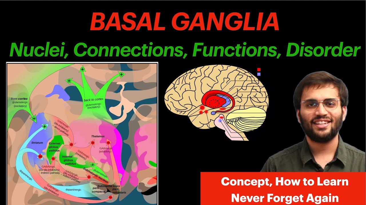 Basal Ganglia CNS Physiology Neuroanatomy Video YouTube