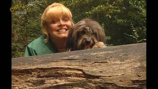 Come Outside - Useful Holes 1994