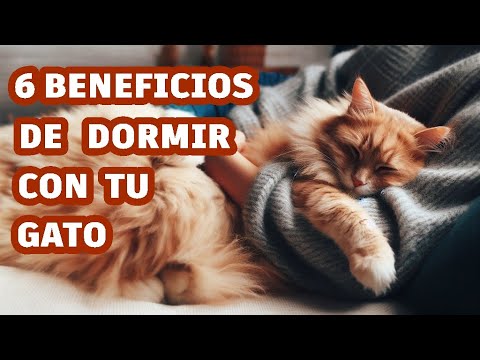 6 Beneficios  de Dormir con tu Gato y como solucionar los inconvenientes.