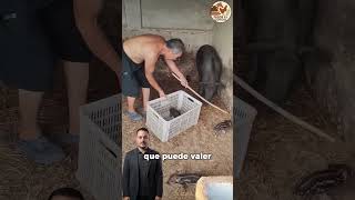 El cerdo salvaje que pocos se atreven a criar