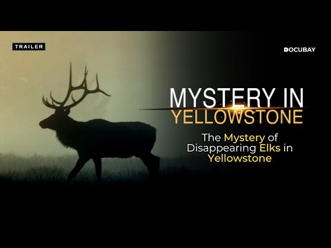 Unravel The Mysterious Disappearance of The Elks | Mystery In Yellowstone - Documentary Trailer