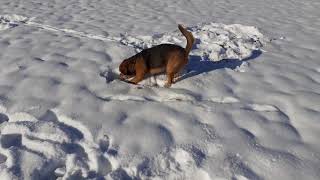 My Dog, the Rottweiler Beagle Mix Fly, loves the fresh snow.