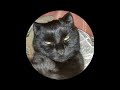 Інста киця #котики