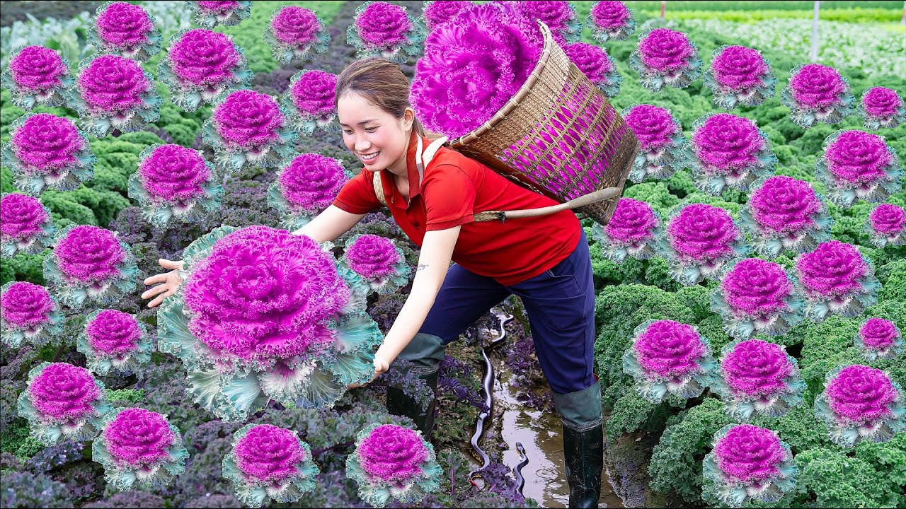 Harvesting MUTANT KALE Goes to the market sell How to prepare
