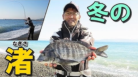 【黒鯛釣り】冬のサーフの黒鯛が気になったので紀州釣りをしてみたら好釣果でした【チヌ釣り】【ダンゴ釣り】