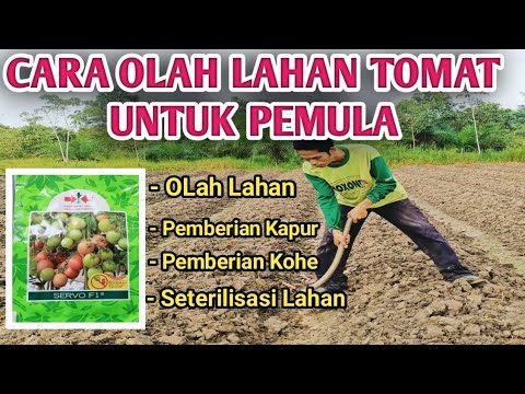 Video: Pekerjaan berkebun: menanam bibit tomat di tanah