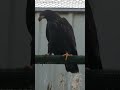 Young Bald Eagle 🦅🦅🦅🦅