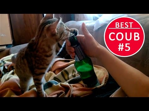 COUB лучшее видео за неделю 2017 - февраль. | Выпуск #5