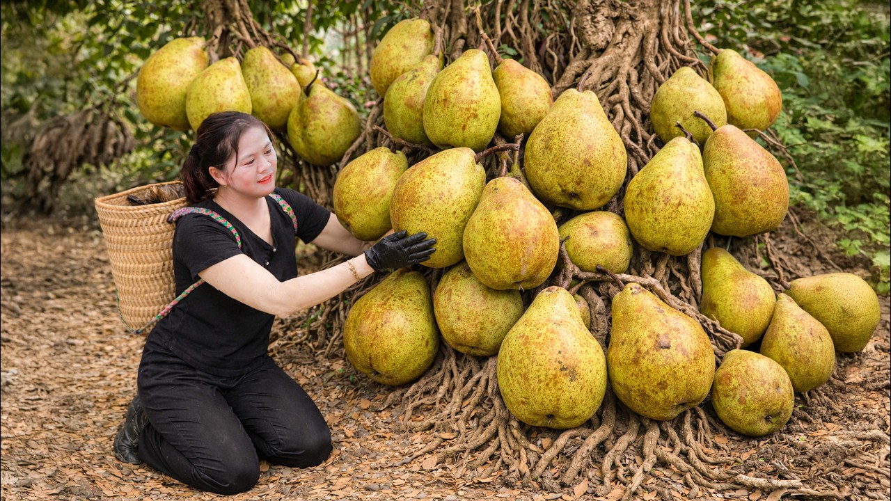 Harvesting RARE Wild Pears | Making Ancient Red Date Rock Sugar Syrup in Mountain Village