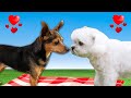 Our Dogs First Date with His Crush (First Kiss)