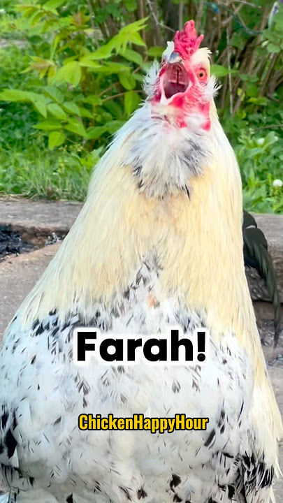 Where is #farah #farrah #arabic #comedy #memesdaily #comedy #chickens #chickenhappyhour #rooster