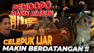 EFEK PENDOPO MAKIN TERASA..!! BURUNG HANTU LIAR MAKIN BANYAK..!!