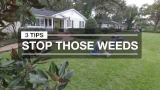 Weed Control: 3 Quick Tips for Spring