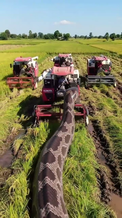 #Kubota #Snake #RiceHarvester  #Anaconda#SnakeVsMachine  #HarvestSeason  #KubotaPower