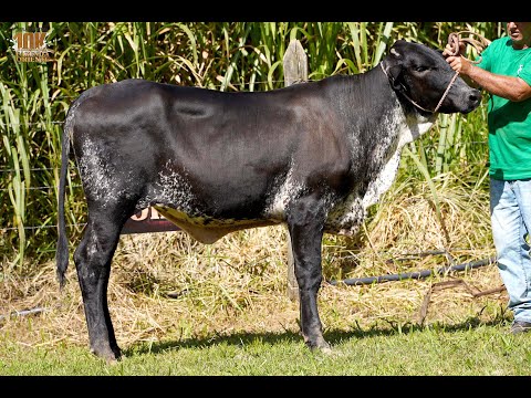 LOTE 26   4º LEILÃO ELITE GENÉTICA 10K   FAZENDA ORIENTE   3634CG