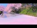4K映像「弘前さくらまつり 花筏 桜の絨毯 日本三大桜」cherry blossom japan 日本一の桜の名所 弘前公園 美しい四季 春 青森県 4月中旬 お花見 絶景自然風景 8K撮影