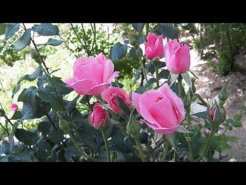 Gül nasıl açıyor Gül nasıl açıyor