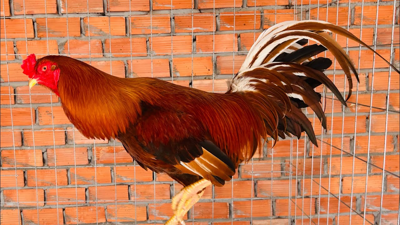 26/2 Giao Lưu Chia Sẽ Đam Mê. 0961.496.696