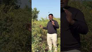 “🚨 Tur Ki Fasal Me Illi Ka Attack! | Puri Jankari + Sahi Upay | Redgram Bollworm Control”#IlliAttack