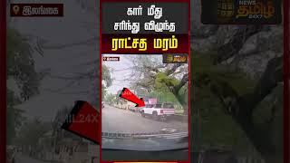 SriLanka | FallingTree | கார் மீது சரிந்து விழுந்த ராட்சத மரம்