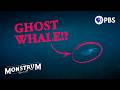 Why Does A Ghost Whale Terrorize The Japanese Coast? | Monstrum