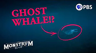Why Does A Ghost Whale Terrorize The Japanese Coast? | Monstrum