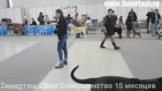 Выставка собак в Тюмени ТИМЕРТАШ САМО СОВЕРШЕНСТВО ЛУЧШИЙ ПРЕДСТАВИТЕЛЬ ПОРОДЫ Выставка собак в Тюмени ТИМЕРТАШ САМО СОВЕРШЕНСТВО ЛУЧШИЙ ПРЕДСТАВИТЕЛЬ ПОРОДЫ