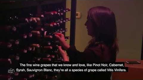 Table Grapes vs. Wine Grapes