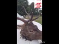 the bruv got him a 6 pointer! roaring season is popping off! yum venison for weeks! 🤤🤤