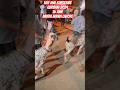 Goat Marker Lahore | Qurbani 2024 | Live Soda #eid #goat #eiduladha #vlog
