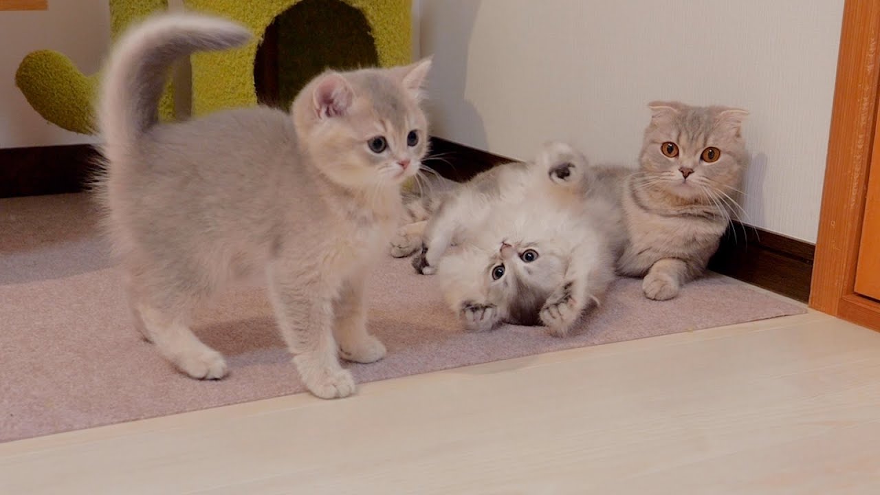 Котенок, который проигрывает сестре и тут же убегает к матери, очень милый.