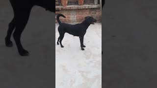 Labra Dog Black Colour Watching Moneydoglover