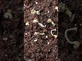 Seedlings sprouting at Cookies { One Log } 🌱🌱 #CookiesEnterprises