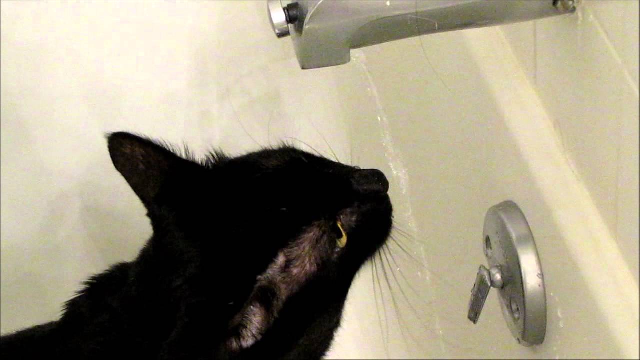 cat only drinks running water