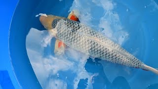 Modern Koi Blog #3646 - Makoto evaluates his Koi Asagi, 80cm, raised in Germany