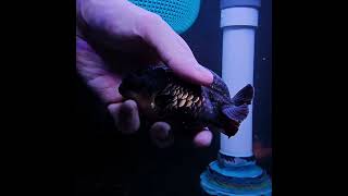 Fancy Goldfish, envio a México y Guatemala #goldfish #aquarium #goldfishtank #fancygoldfish #fish