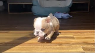 Tiny puppy complains that everyone is bullying him. Everyone ignored him