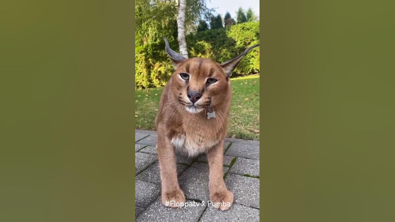 Caracal Pumba Hissing Life : Floppa - YouTube