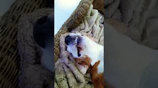 HarveyTheBeagle 'Houndoween' #funny #pets #dog #beagle #cuteanimals