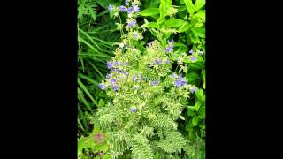 видео Синюха голубая Polemonium caeruleum