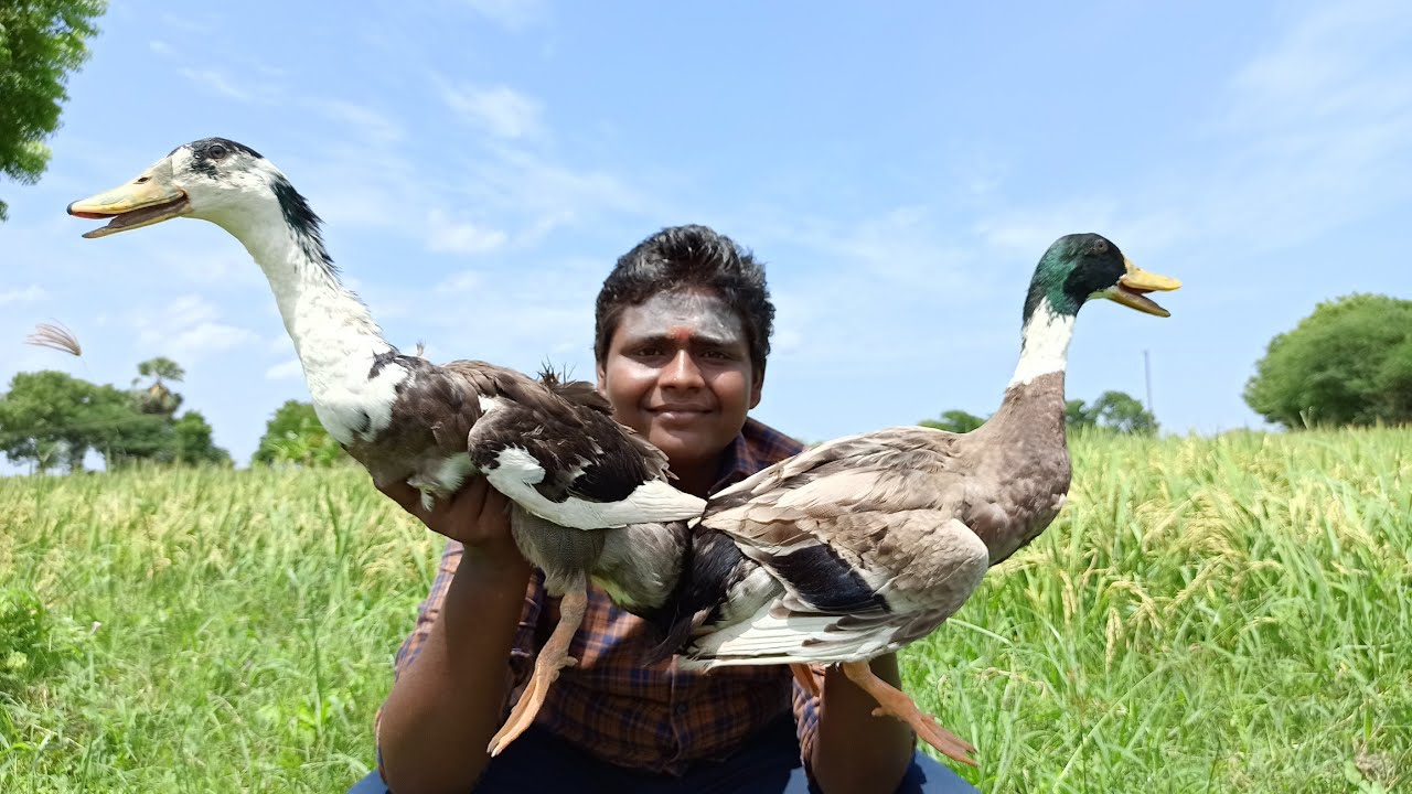 Duck Gravy |வயல் காட்டில் வாத்து கிரேவி|Small Boy Suppu|Village Food Safari