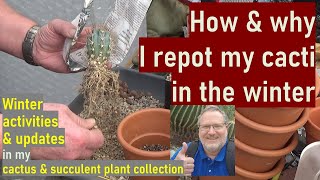 How to & Why to Pot, Repot Cacti in Winter | #cactuscare #pottingmix #cacti #succulentcare #potting