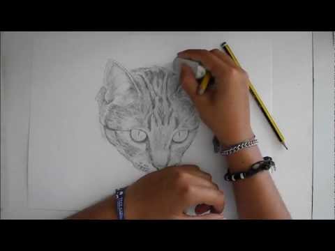 Gatto nero gatto bianco - Trailer - YouTube