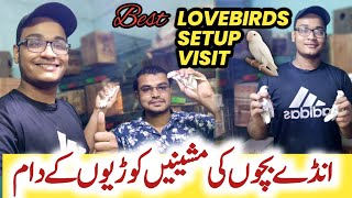 lovebird breeding cage setup creamino Albino Decino lutino lovebirds setup visit