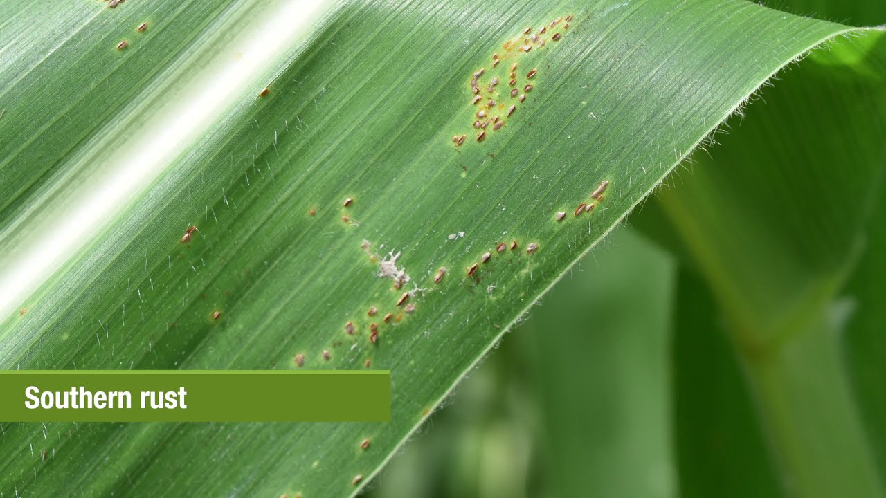 Hone Your Timing for Maximum Corn Fungicide Benefit