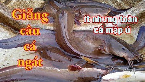 Giăng Câu Cá Ngát || Hôm Nay May Mắn Dính Toàn Cá To...