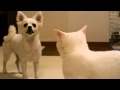 仔犬に猫パンチ