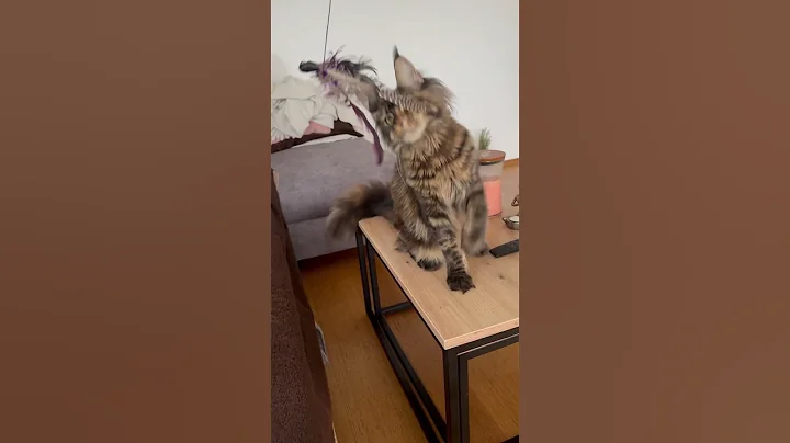 Watch the video about 😹🩵 Hrajeme si.. 🩵😹 #sweet #mainecoon #mainecoonsofyoutube #playcat #funnycat