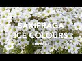 Florensis  saxifraga ice colours